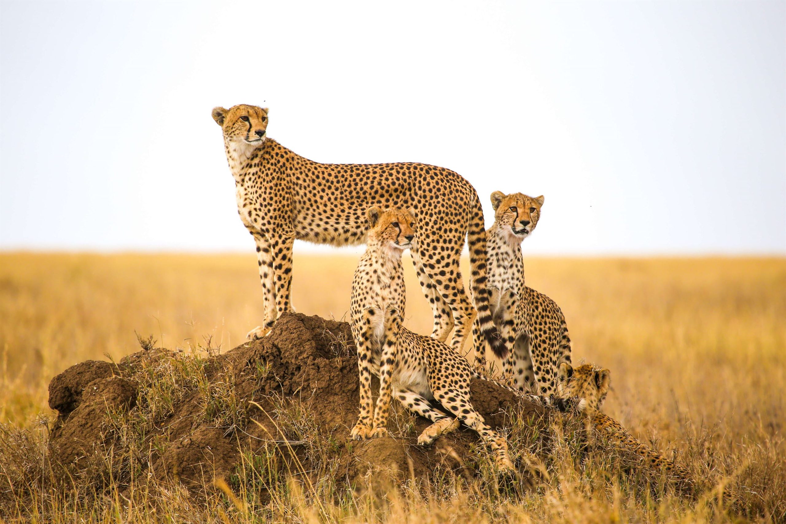 5 Days Serengeti & Ngorongoro