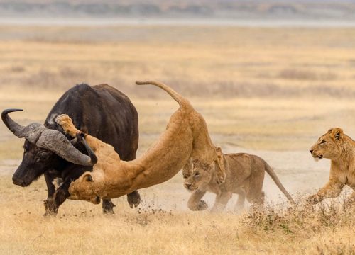 3 Days Serengeti National Park