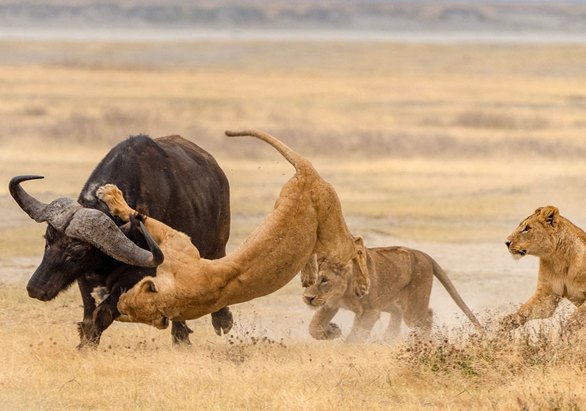 3 Days Serengeti National Park