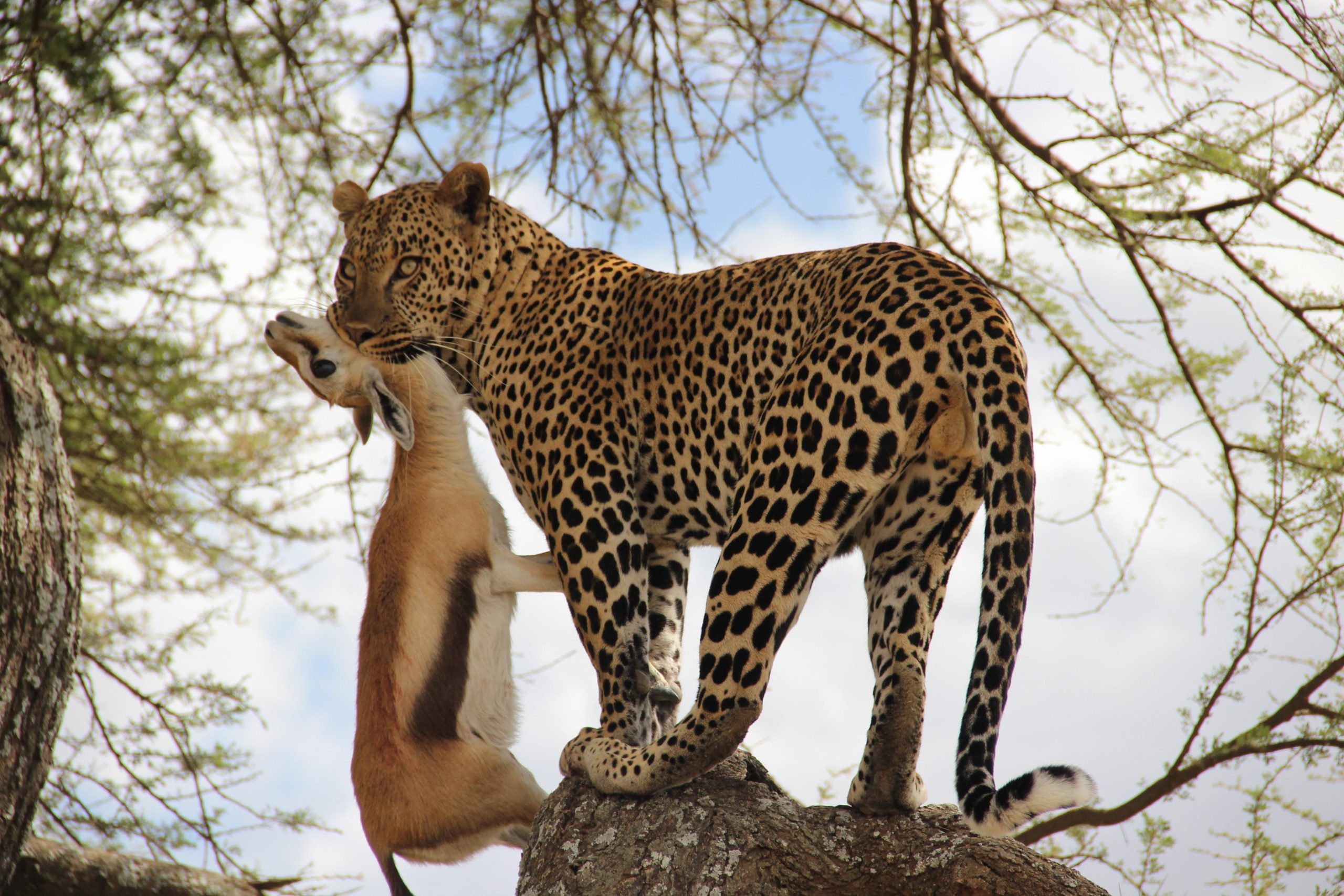 Serengeti National Park