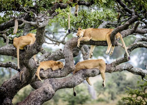 Manyara National Park