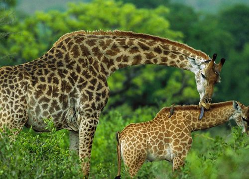 Arusha National Park