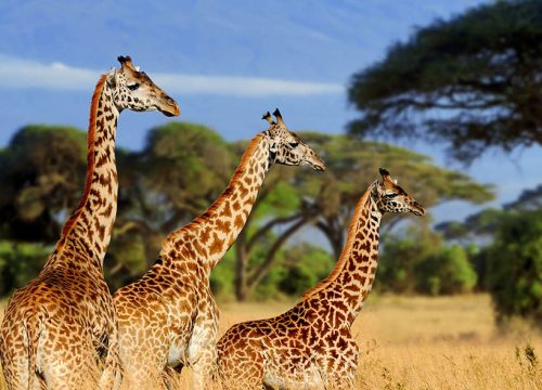 Tarangire National Park