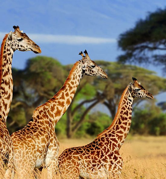 Tarangire National Park