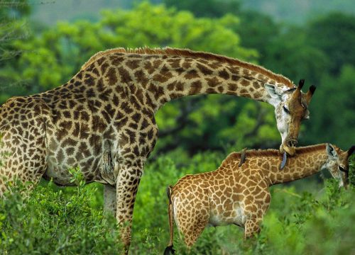 Arusha National Park