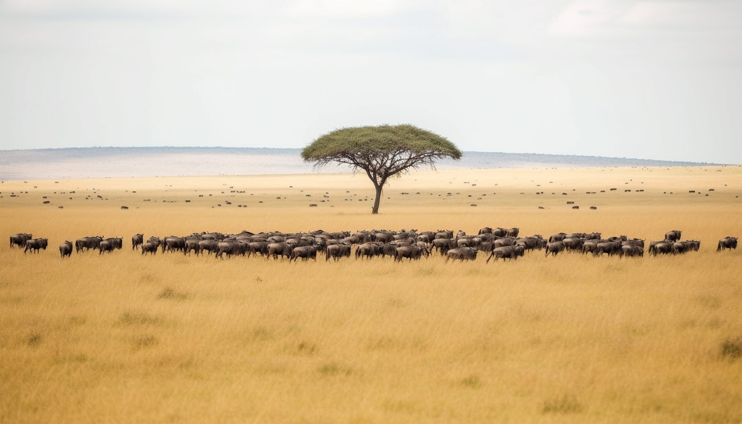 Great Migration