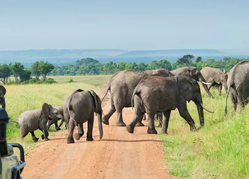 Day Trip to Nyerere National from Zanzibar