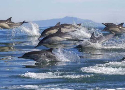 Muyuni Dolphin and Sandbank Day Trip