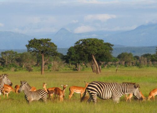 Day Trip to Mikumi National Park from Dar Es Salaam