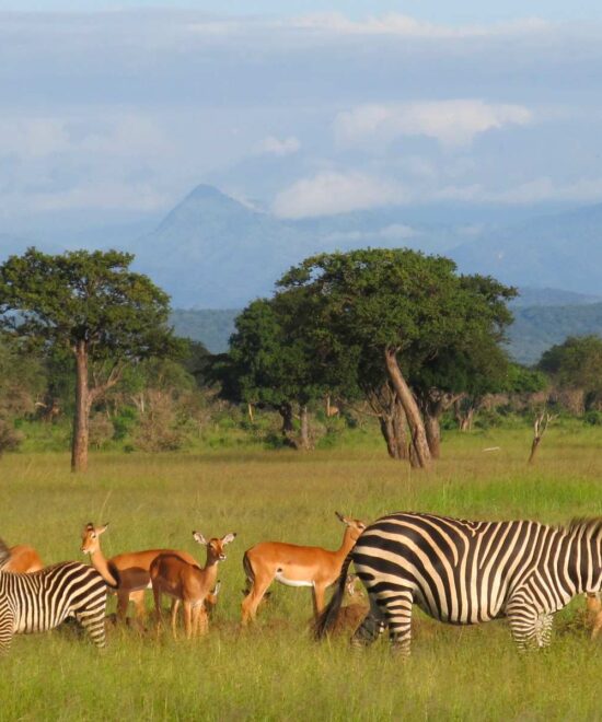 Day Trip to Mikumi National Park from Dar Es Salaam